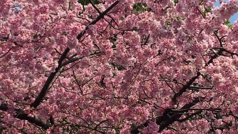 Sakura (Cherry Blossom)  blooming in spring Stock Footage 105136978