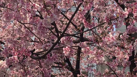 Sakura (Cherry Blossom)  blooming in spring Stock Footage 105136979
