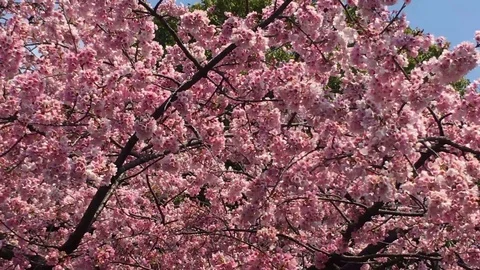 Sakura (Cherry Blossom)  blooming in spring Stock Footage 105136982