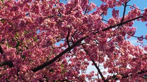 Sakura (Cherry Blossom)  blooming in spring Stock Footage 105136985