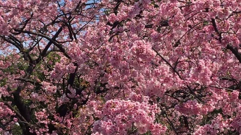 Sakura (Cherry Blossom)  blooming in spring Stock Footage 105136995