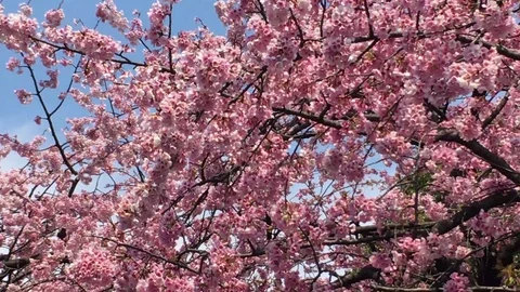 Sakura (Cherry Blossom)  blooming in spring Stock Footage 105137003