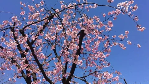 Sakura (Cherry Blossom)  blooming in spring with blue sky Stock Footage 105137012