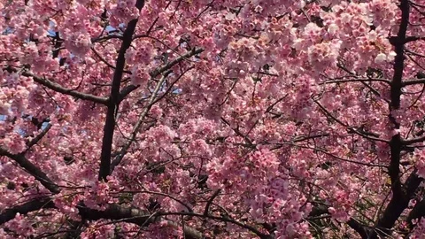 Sakura (Cherry Blossom)  blooming in spring Stock Footage 105137014