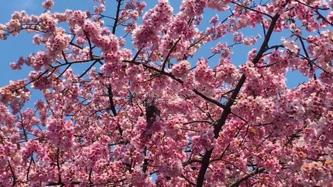 Sakura (Cherry Blossom)  blooming in spring around with black crow Stock Footage 105137036