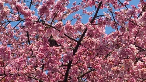Sakura (Cherry Blossom)  blooming in spring  with black crow Stock Footage 105137039