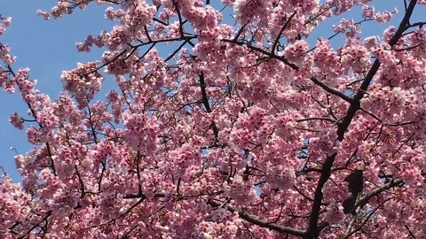 Sakura (Cherry Blossom)  blooming in spring Stock Footage 105137040