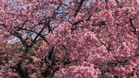 Sakura (Cherry Blossom)  blooming in spring Stock Footage 105138500