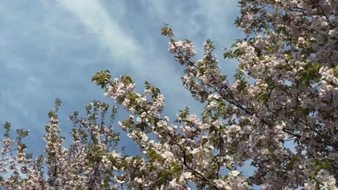 Sakura, Cherry blossom branch in bloom at the blue sky background. Spring Stock Footage 175466328