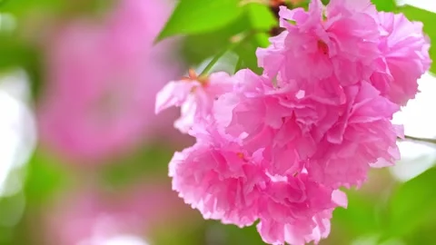 Sakura. Cherry blossom, branches with flowers sway in the wind. Stock Footage 242012138