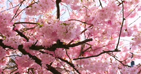 Sakura cherry blossom branches in full bloom with soft sunlight, spring nature Stock Footage 331257587