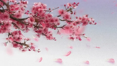 Sakura Cherry Blossom Falling Loop Vídeos de archivo 334273267