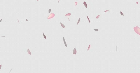 Sakura Cherry Blossom Falling Petals. Stock Footage 170997689