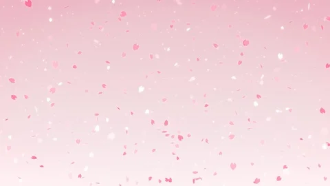 Sakura cherry blossom falling pink background, looped Stock Footage 86372059