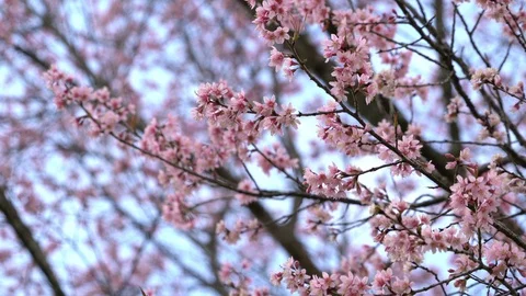 Sakura cherry blossom flowers at spring Stock Footage 87181968