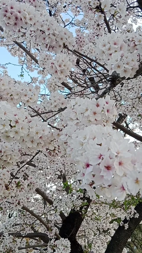 Sakura ( Cherry blossom ) Stock Footage 273126295