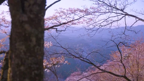 Sakura Cherry Blossom Forest at Mt Yoshino in Spring, Peaceful Japan Stock Footage 340779966