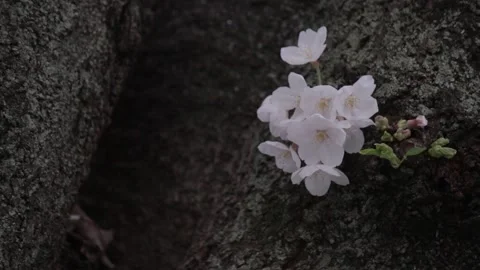 Sakura Cherry Blossom - Japan Stock Footage