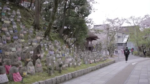Sakura Cherry Blossom - Japan Stock Footage 149705369