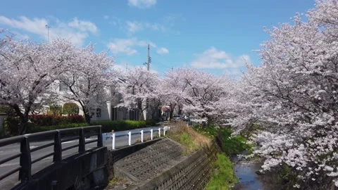Sakura Cherry Blossom lined road in Japan, Slow Motion Pan 스톡 동영상 132018958