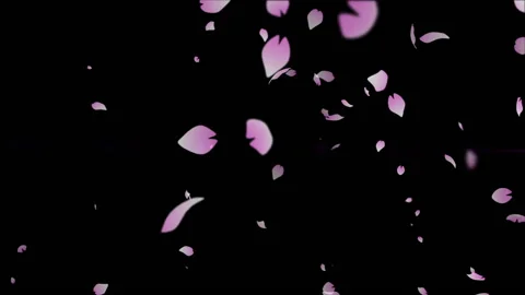 sakura cherry blossom particle animation | Stock Video | Pond5