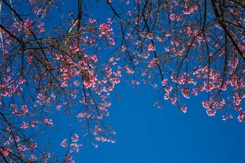 Sakura, cherry blossom Stock Photos