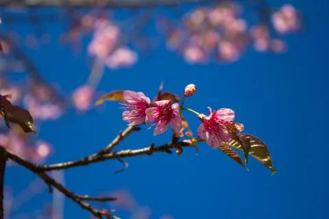 Sakura, cherry blossom Stock Photos