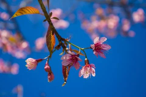 Sakura, cherry blossom Stock Photos