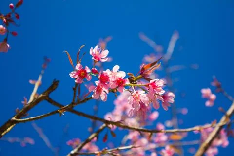 Sakura, cherry blossom Stock Photos