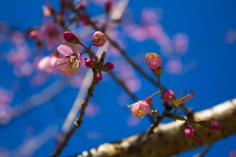 Sakura, cherry blossom Stock Photos