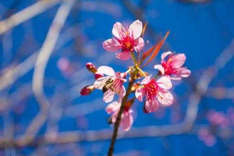 Sakura, cherry blossom Stock Photos