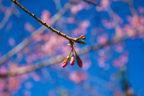 Sakura, cherry blossom Stock Photos