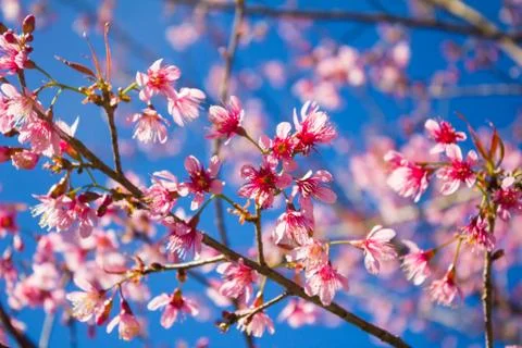 Sakura, cherry blossom Stock Photos