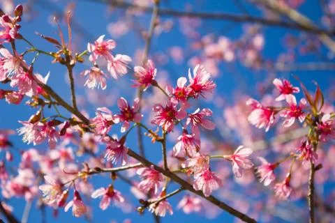Sakura, cherry blossom Stock Photos