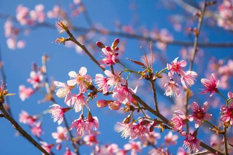 Sakura, cherry blossom Stock Photos