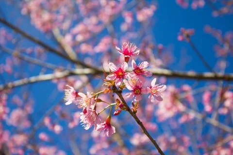 Sakura, cherry blossom Stock Photos