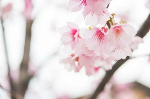 Sakura ( cherry blossom) Stock Photos