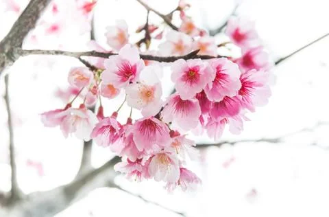 Sakura ( cherry blossom) Stock Photos