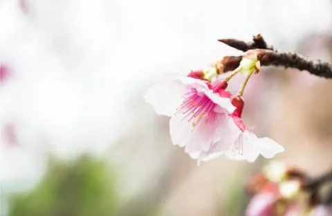 Sakura ( cherry blossom) Stock Photos