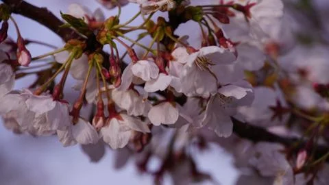 Sakura Cherry Blossom Stock Photos