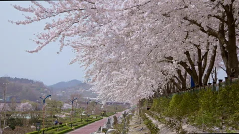 Sakura, Cherry blossom slow motion in spring Ls tree handheld Stock Footage 273320991