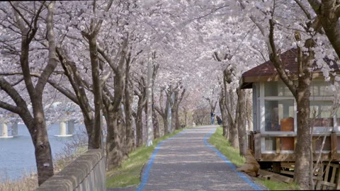 Sakura, Cherry blossom slow motion in spring street4 Stock Footage 273322181