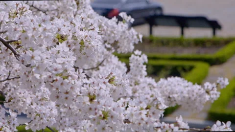Sakura, Cherry blossom slow motion in spring pull focus2 Stock Footage 273322288