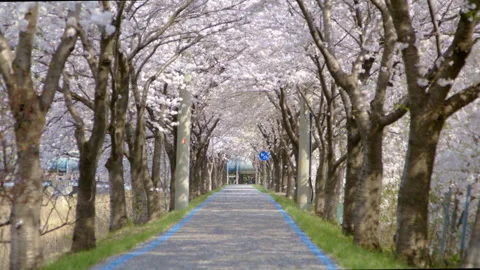 Sakura, Cherry blossom slow motion in spring street2 Stock Footage 273327401