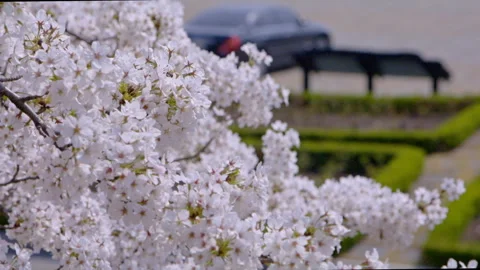 Sakura, Cherry blossom slow motion in spring focus pulling Stock Footage 273328847