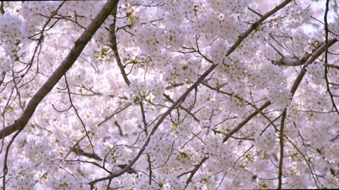 Sakura, Cherry blossom slow motion in spring CU Stock Footage 273328944