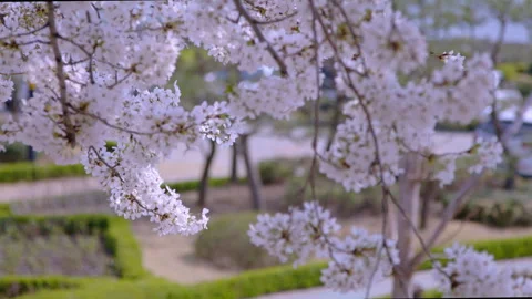 Sakura, Cherry blossom slow motion in spring hand held tree following Stock Footage 273330004