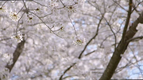 Sakura, Cherry blossom slow motion in spring focus pulling Stock Footage 273330302