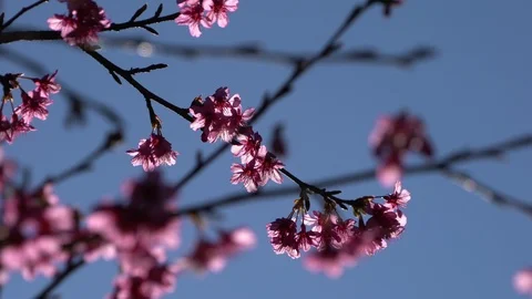 Sakura cherry blossom in spring on blue sky Stock Footage 100895144