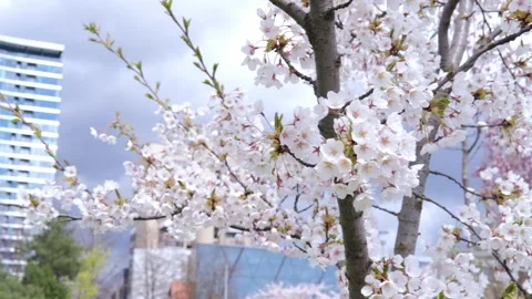 Sakura, cherry blossom in spring in the city. Sakura tree, flowers in Vilnius. Stock Footage 238518406